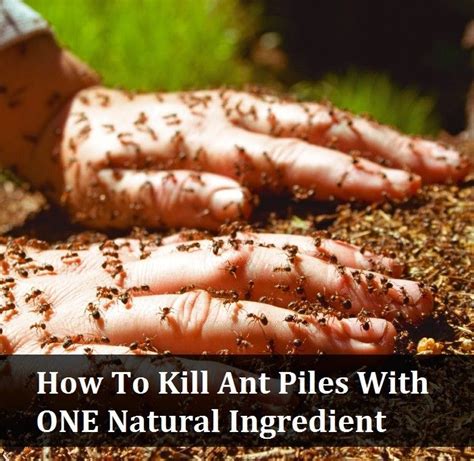 Natural Ways To Kill Ants And Pests Kill Ants Ants Garden Pests