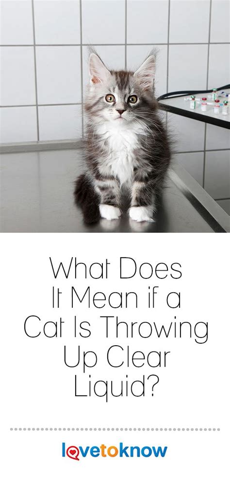 If your dog is throwing up undigested food do to eating habits or a food indiscretion, you probably have nothing to worry about. Why Does My Cat Keep Vomiting Clear Liquid