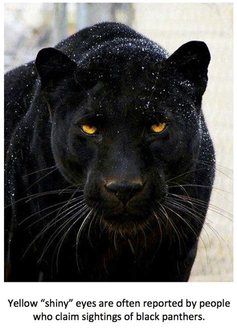 Sadly, it is legal to own big cats as pets in texas. Texas Cryptid Hunter: The Latest Black Panther Sightings ...