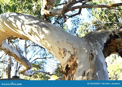 River Red Gum Eucalyptus Camaldulensis Stock Photo Image Of South