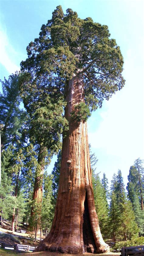 Sequoiadendron Giganteum Giant Sequoia Redwood Forest Tree Wood Seed