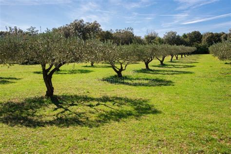 Field Of Olive Trees Stock Image Image Of Natural Holidays 130984151