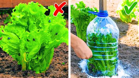 foodgasmic simple tips for growing plants and vegetables useful gardening hacks gardening