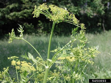 Wild Parsnip Pastinaca Sativa