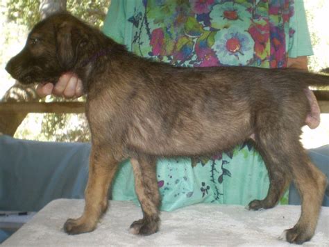 Sunstag Akcckc Reg Irish Wolfhounds Irish Wolfhound Puppies For Sale