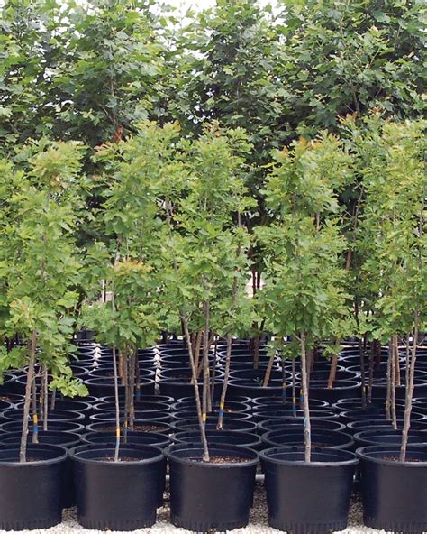 Container Grown Trees Johnsons Nursery Kb