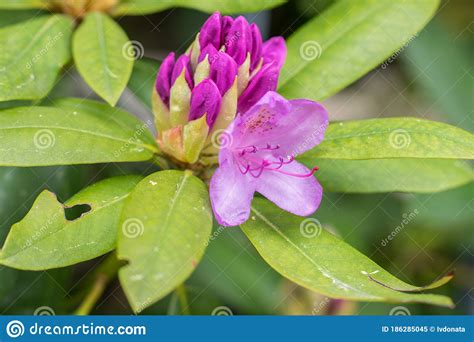 Buds Pink Rhododendron Flowers Close Up On A Summer Day Stock Image