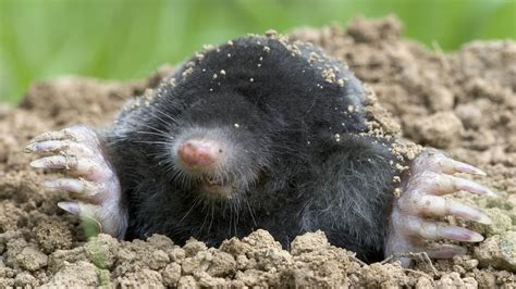 How Do I Get Rid Of Moles In My Yard With Dogs