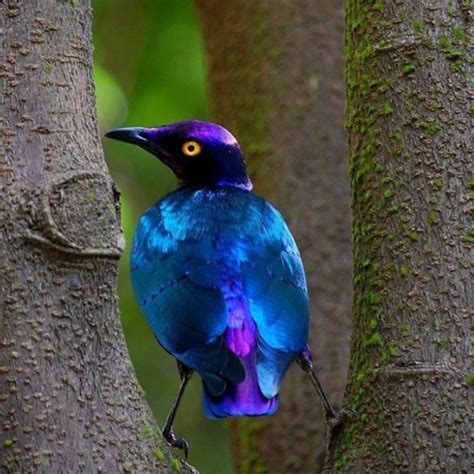 Purple Glossy Starling Pet Birds Beautiful Birds Pretty Birds