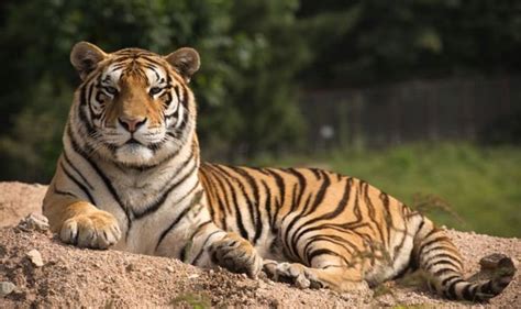 Tigers Could Be Extinct In A Decade What Other Animals