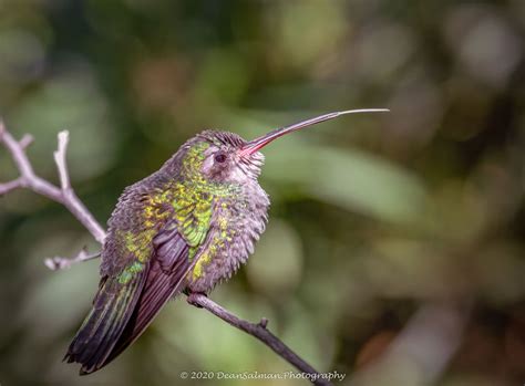 Hummingbird Photography Dean Salman Photography