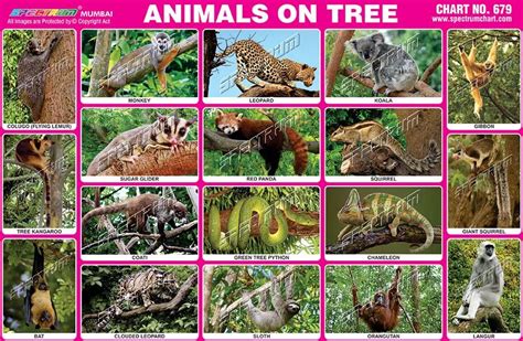 Animals On Trees At Best Price In Mumbai By Skylark Printers Id