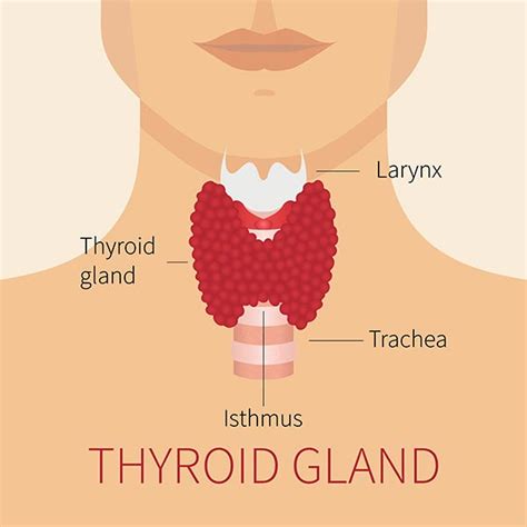 Thyroid Surgery Thyroid Removal And Hypothyroidism
