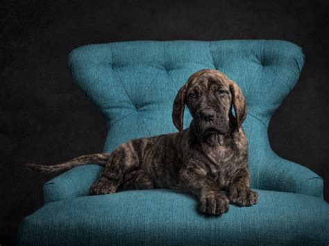 These great dane puppies located in virginia come from different cities, including, ringgold, luray, alexandria. Great Dane Puppies! VA Dog Photographer