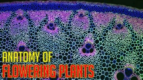 Ppt Anatomy Of Flowering Plants Class 11 Notes Rajus Biology