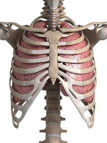 Anatomy Under The Right Rib Human Anatomy Scientific Illustrations