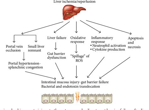 Figure 3 From Global Consequences Of Liver Ischemiareperfusion Injury