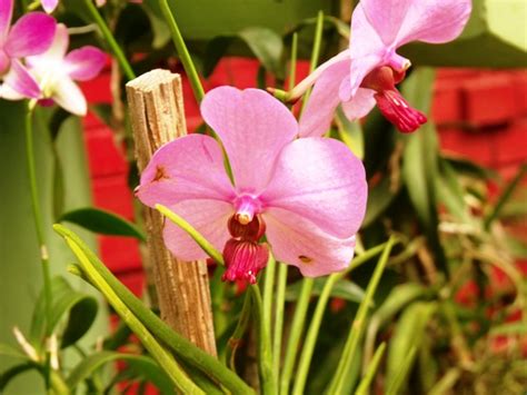 Philipveerasingam Orchid House Royal Botanical Gardens Peradeniya