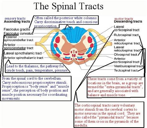 Biol 237 Class Notes The Spinal Cord And Spinal Nerves Physical
