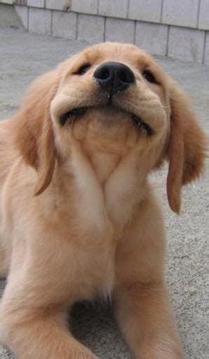 Cute Golden Retriever Puppies Doing Funny Things Funny Png