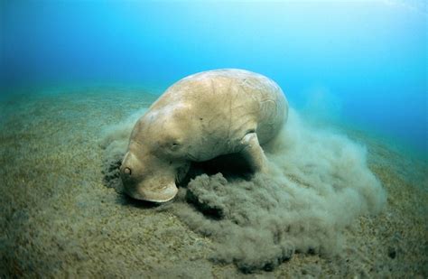Dugong Feeding Photograph By Louise Murrayscience Photo Library Pixels