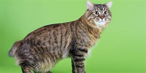 The American Bobtail Cat Breed Maryland Pet