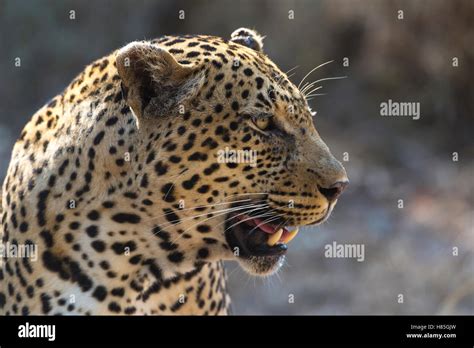 Leopard Panthera Pardus Sabi Sands Game Reserve South Africa Stock