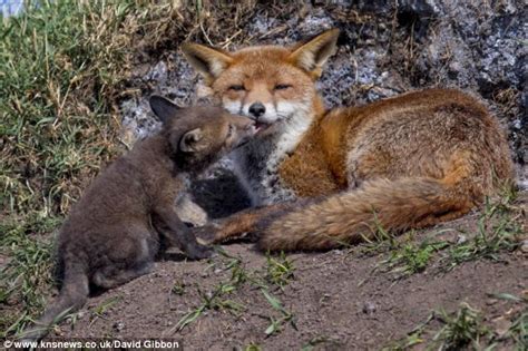 Fox Cubs Born On Bird Reserve Greet The World And Theres No Shortage