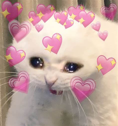 Loving And Crying Cat Blank Template Imgflip
