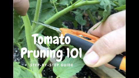 How To Prune Indeterminate Tomatoes Tomato Pruning 101 Step By Step