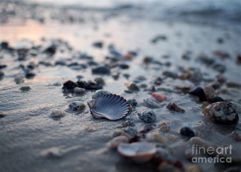 Scallop Shell On The Beach Photograph By Fishers Island Photography