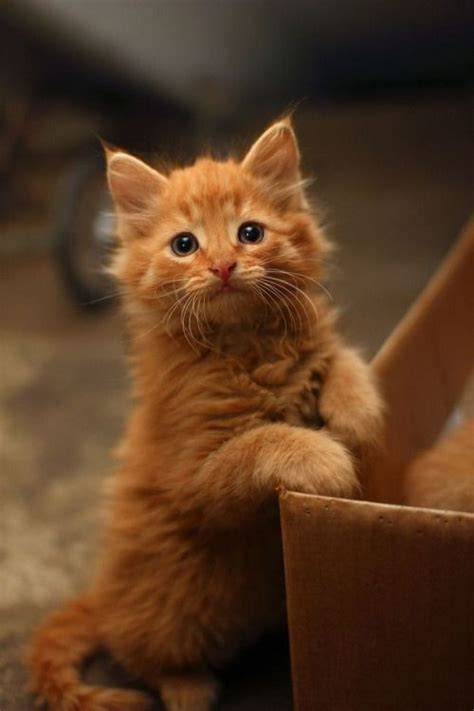 1337 Best Cute Kittens Images On Pinterest Kitty Cats