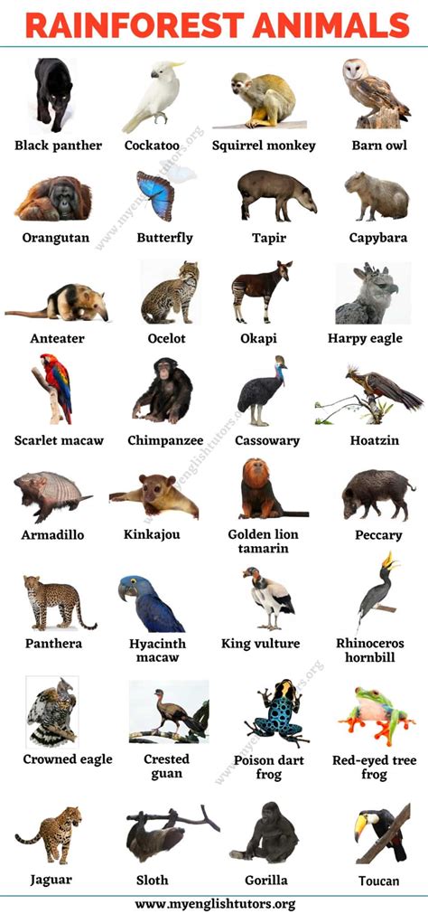 Rainforest Animals List Of 25 Animals That Live In The Rainforest
