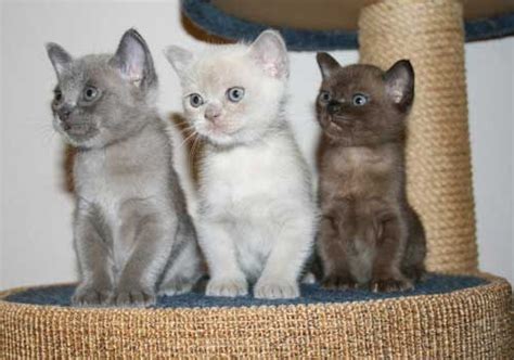 When he meet us he was really scared 😧. Purebred Burmese Cats Alliance | Burmese kittens, Burmese ...
