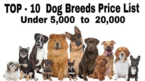 Top 10 Dog Breeds Price List Under 5 000 To 20 000 Do You Know By Photos