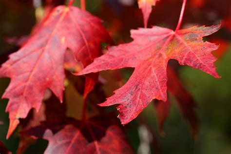 Red Maple Tree Leaves In The Murphys Point Ontario Provincial Park In