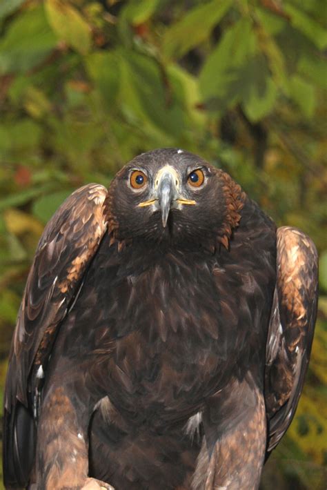 World Bird Sanctuary: Regional Feeding Behaviors of the Golden Eagle