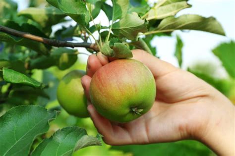The Best Place To Go Apple Picking In Every State Readers Digest