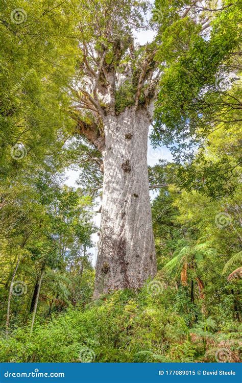Tane Mahuta Largest Kauri Tree In New Zealand Royalty Free Stock