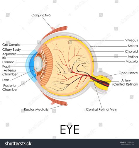 Vector Illustration Diagram Human Eye Anatomy Stock Vector