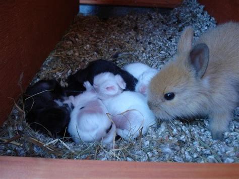 Conejos Bebés Mascotas