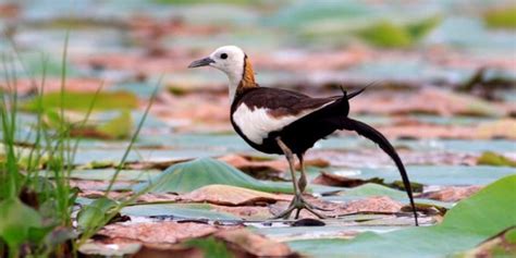 Muthurajawela Wetland Bird Watching Tour From Colombo