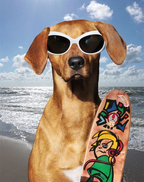 Dog Wearing Sunglasses Free Stock Photo Public Domain Pictures