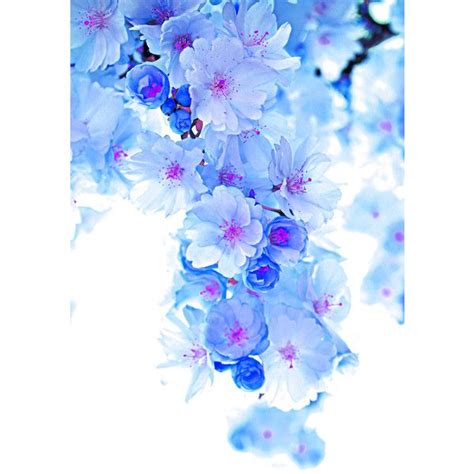 Cherry Blossomblue Art Print 78 Ils Liked On Polyvore Featuring Home