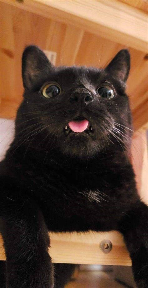 Goofy Cats Who Demand To Be Taken Seriously Cute Black Cats Derpy