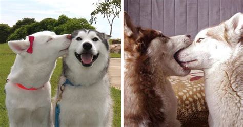 14 Kissing Animals Prove That Kisses Arent Just For People Bored Panda