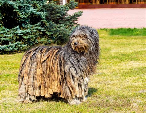 10 Of The Best Italian Dog Breeds 2022