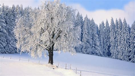 Images Winter Nature Snow Trees 1366x768