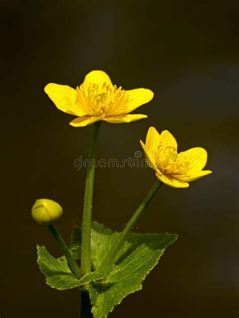 Yellow Meadow Flower Against A Dark Background Stock Photo Image Of