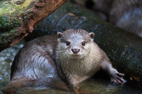 Now we need your help again to stop the development of an otter cafe on bali. 可愛的水獺該被拿來當成寵物飼養嗎？ - 國家地理雜誌中文網